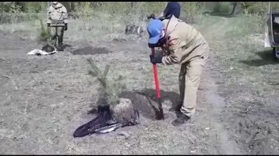 К 75-летию победы в парке Изумрудный в Барнауле высадили 75 молодых деревьев (Barnaul22)