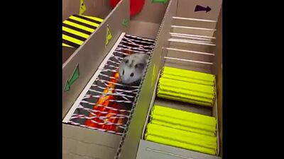 Побег хомяка из тюрьмы