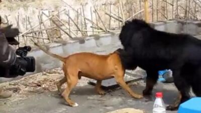 Собачьи бои питбуль vs тибетский мастиф
