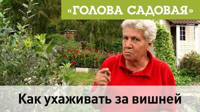 Голова садовая - Как ухаживать за вишней