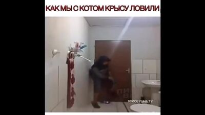 Как мы с котом крысу ловили