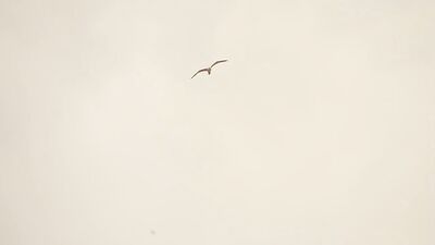 Голая Aubrey Plaza