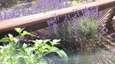 Channelone ХХХ ОнлиФанс