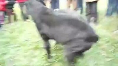 Собачьи бои кане-корсо vs питбуль