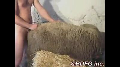 Парень ебет овцу