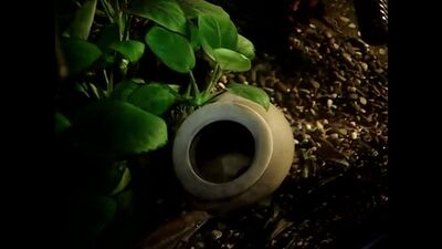 Африканские и американские цихлиды в растительном аквариуме: pterophyttum scalare & pelvicachromis pulcher, ancistrus dolich