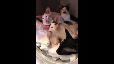 Грузин и грузинки 