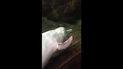 Дельфин развлекается с рыбой, просто зоо порно xD