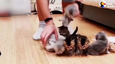 Попытка сделать семейное фото котеек