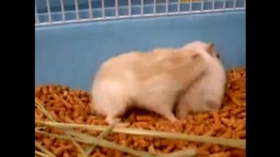 Оргазм ХОМЯКА