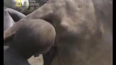 Негр возбуждает корову