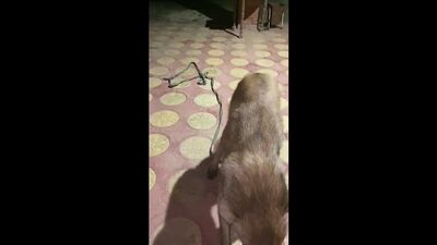 Обозначение ИО