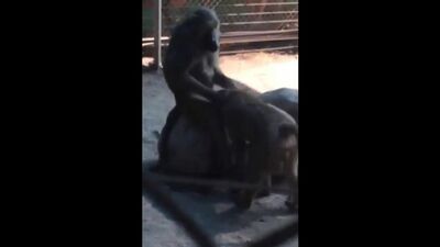 Обезьяна делает минет