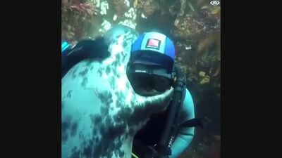 Морские котики любят обнимашки