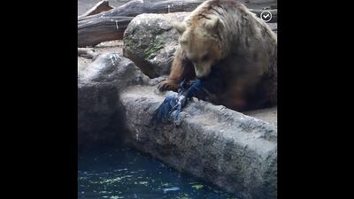 Медведь спас ворона