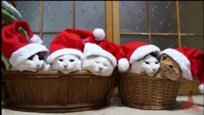 НОВОГОДНИЙ ПЕРЕПОЛОХ КОТОВ В КОСТЮМАХ ДЕДА МОРОЗА