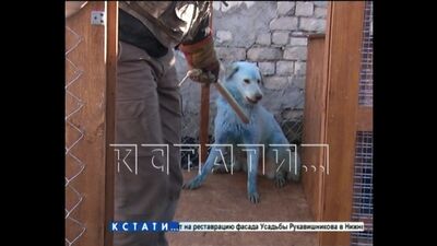 Синим собакам из Дзержинска, прославившимся на всю Россию - построили новый дом