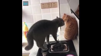 Девушка, когда я поздно пришёл домой