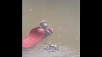 Ростовская крыса спасается от потопа на тапке - 17.07.20 - Это Ростов-на-Дону!