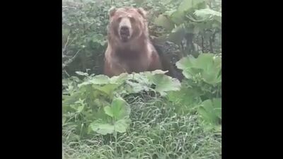 В Сочи медведь встал в полный рост перед людьми и ушёл в лес