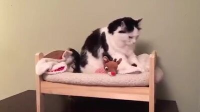 Кот спит в маленькой кроватке, как человек