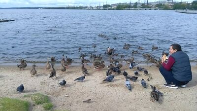 Утки на пляже Верх-Исетского пруда