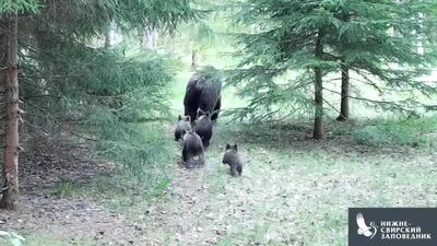 "Мать-героиня": редчайший случай появления выводка из четырёх медвежат зафиксирован в заповеднике