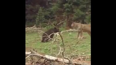 Пума напала на медвежонка