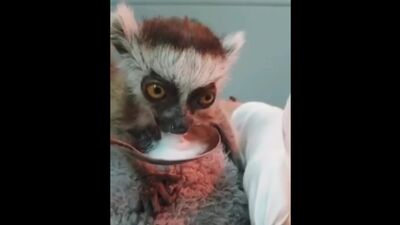 Лемур по имени Ковид.