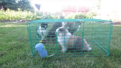 [А ну-ка Давай-ка] Кролик БАФФИ и ФАНТА СКИТЛС! СПИННЕР кролика БАФФИ ! Коктейли в домашних условиях Коктейли для детей