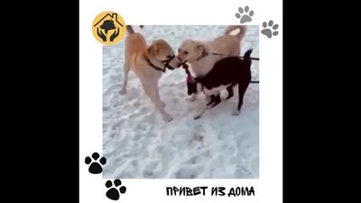 Video by Приют для собак "Алькин Дом" Красноярск