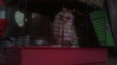 Побег из Шоушенка 2