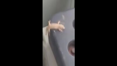 Ебанутая ящерица флексит под аптемпо