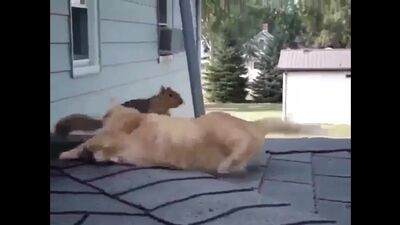 Рыжий кот и игрунья белочка) - hs;bq rjn b buheymz ,tkjxrf) -