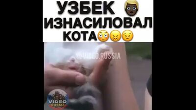 Узбек изнасиловал котёнка