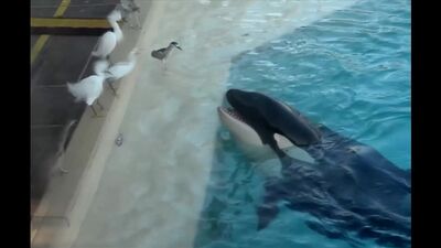 Хитрая косатка ловит птиц на приманку