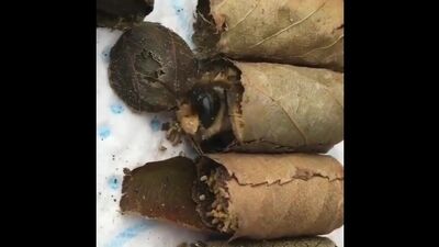 Вот так зимуют пчелы 