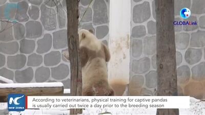 Коричневая панда