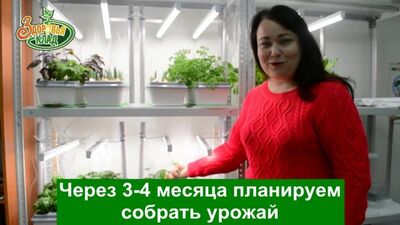 Выращиваем арбуз и тюльпаны в чудо-грядке "Здоровья КЛАД"