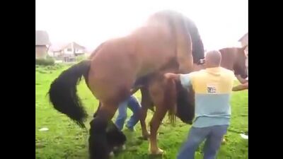 Спаривание коня и лошади 18 ( эротика порно )4