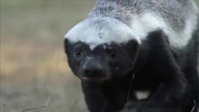 Медоед в деле! Против Льва, Леопарда, Гиены, Гадюки! ( 360 X 640 ).mp4