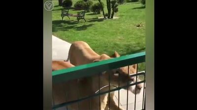 Обнимашки j,ybvfirb