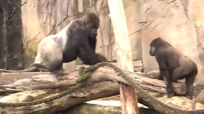 Monkey Mating in zoo Videos ● Funny Animals 2015 _ Спаривание обезьян в зоопарке видео