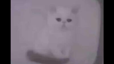 Котенок грустит