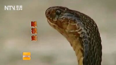 Змея ''Шэ'', или ''Итяо Шэ'' (одна змея). Змеи ''ШэМу'' (змеиная голова, или глаз). Ядовитая змея ''Ду Шэ'' (змея отрава). Кобра