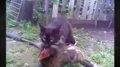 Кот трахает курицу, ой дурак (1080p).mp4