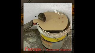 Ловушка для мышей своими руками!