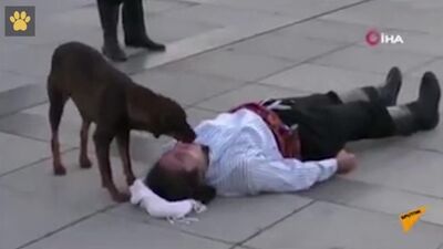 В Турции бездомная собака прервала выступление уличного актёра. Он изображал ранение, а она попыталась его утешить