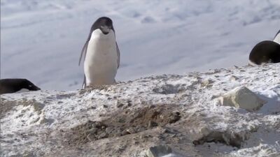 Очень хитрый пингвин