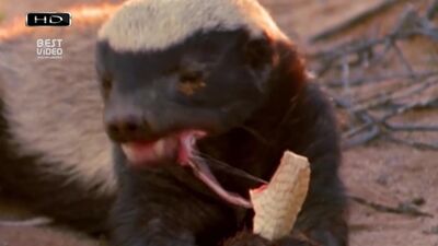 Самое агрессивное животное планеты - Медоед